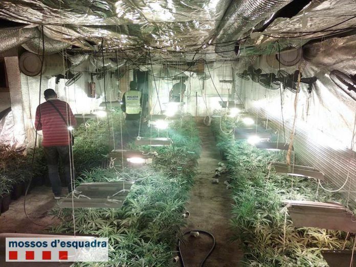 detinguts-marihuana