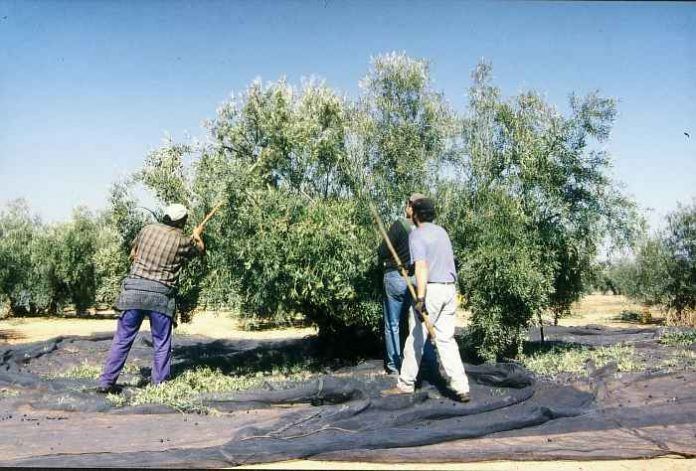 DOP garrigues