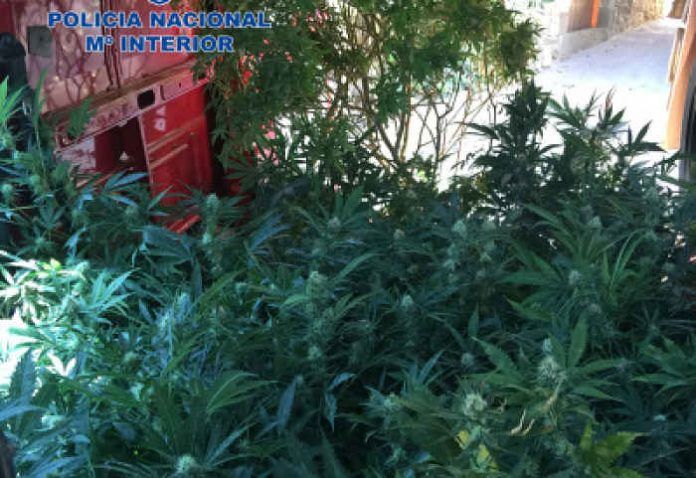 marihuana