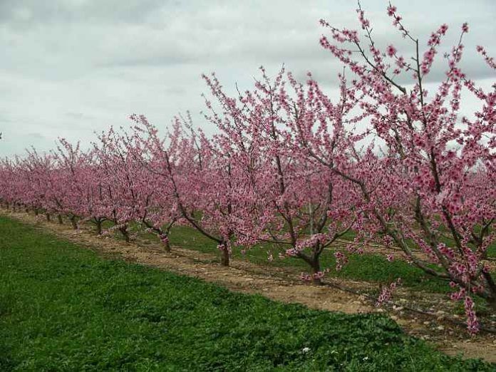 nectarina