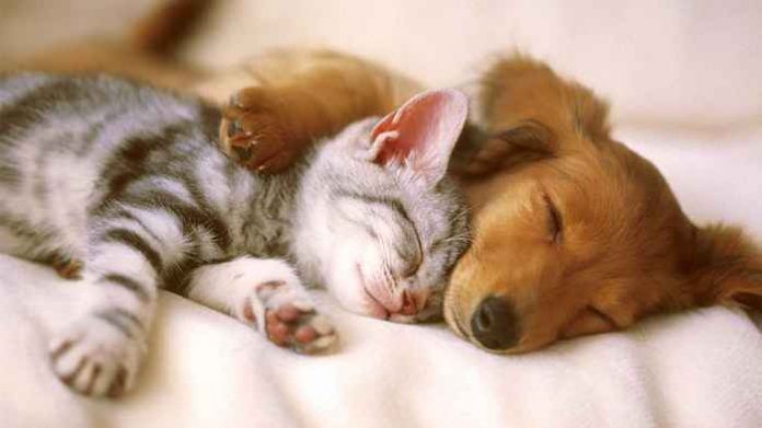 animals companyia