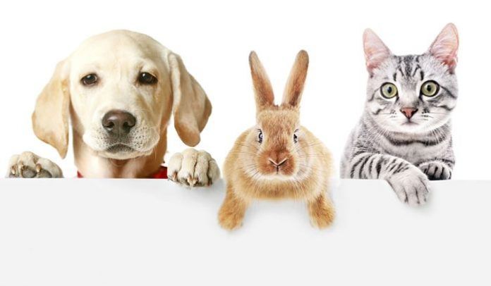 animals domèstics
