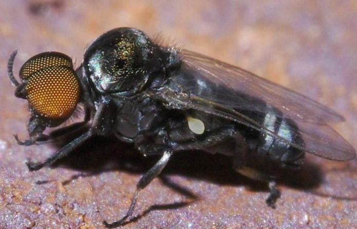 mosca negra