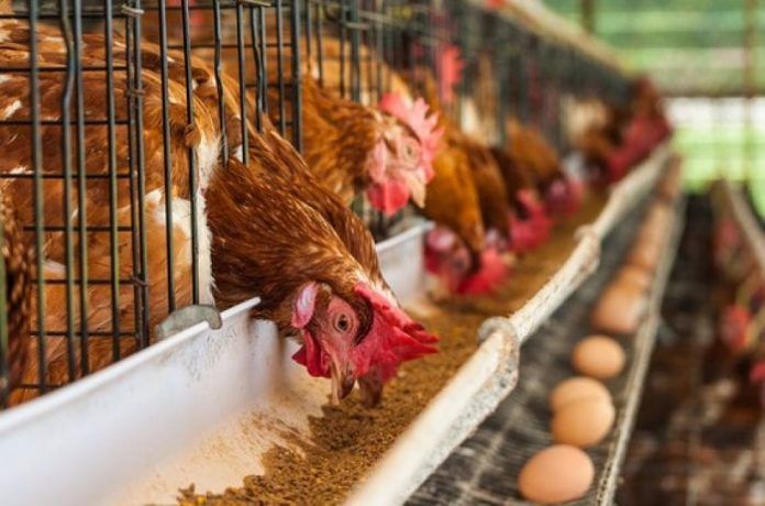 gallines ponedores gallines ponedores