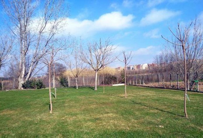 arbres