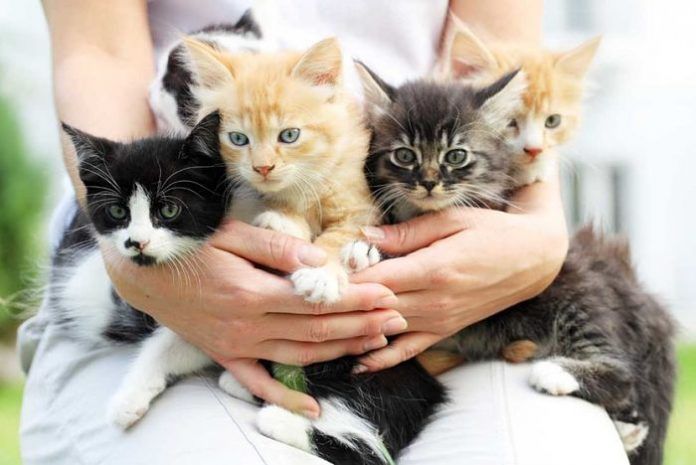 gats veterinaris