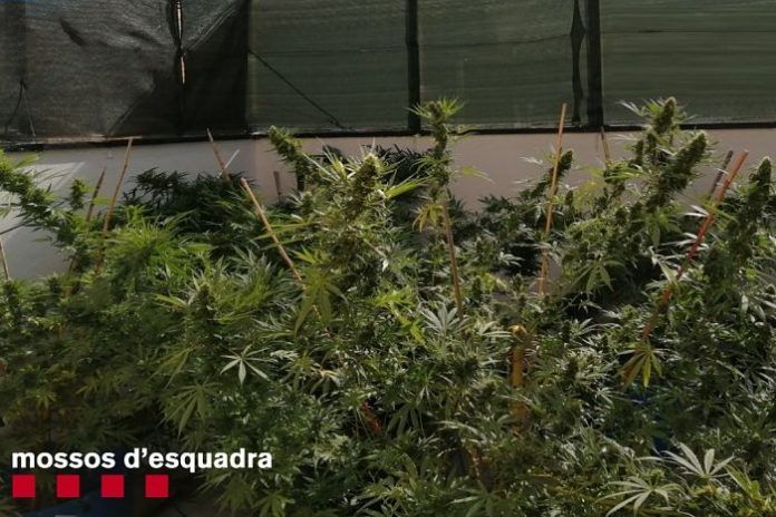 marihuana
