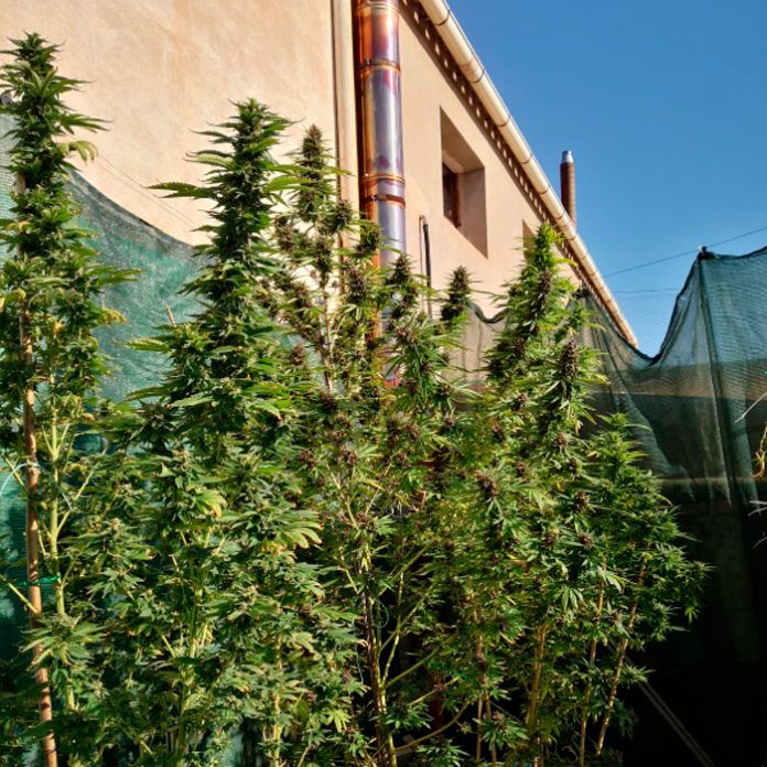 marihuana
