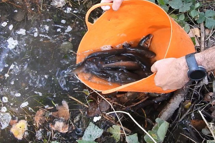 peixos