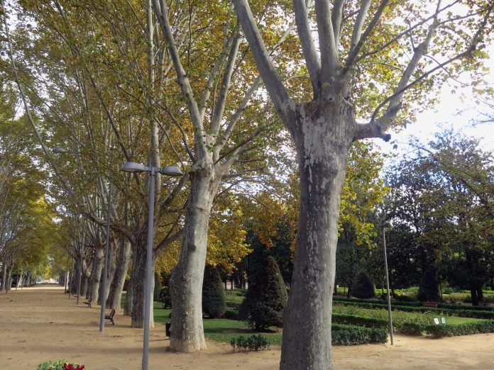 zona verda camps elisis jove