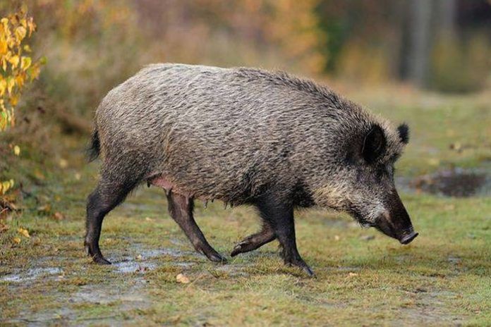 porc senglar triquinosi