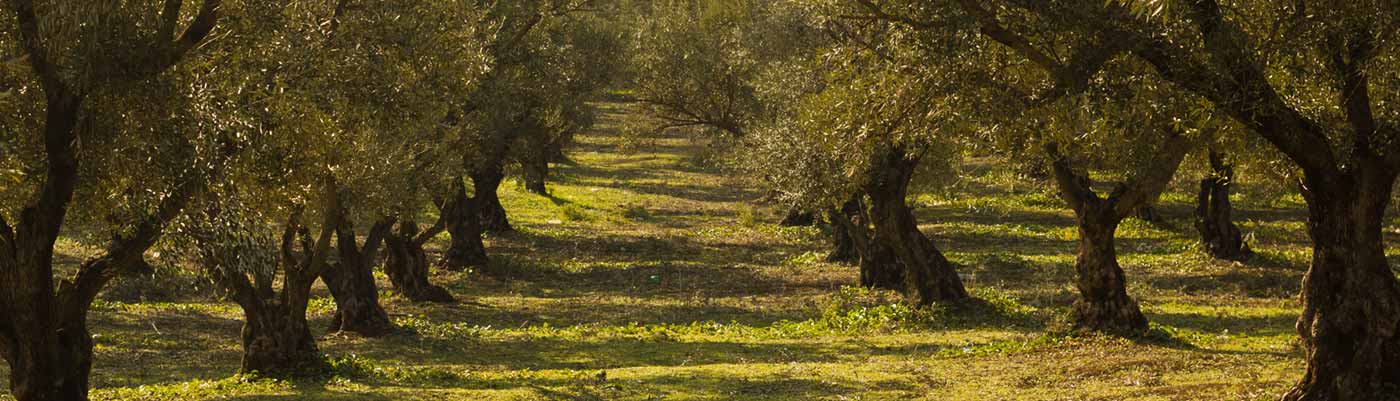 Campo de olivares
