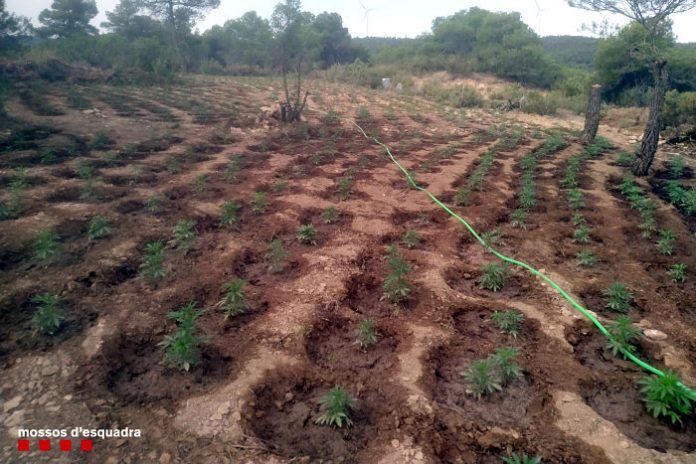 marihuana Juncosa