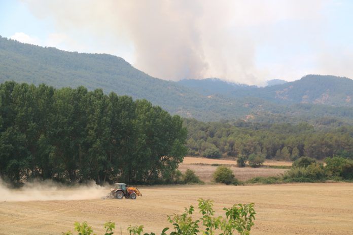 forestal
