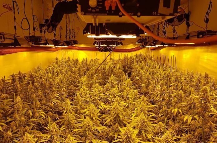 marihuana Guissona