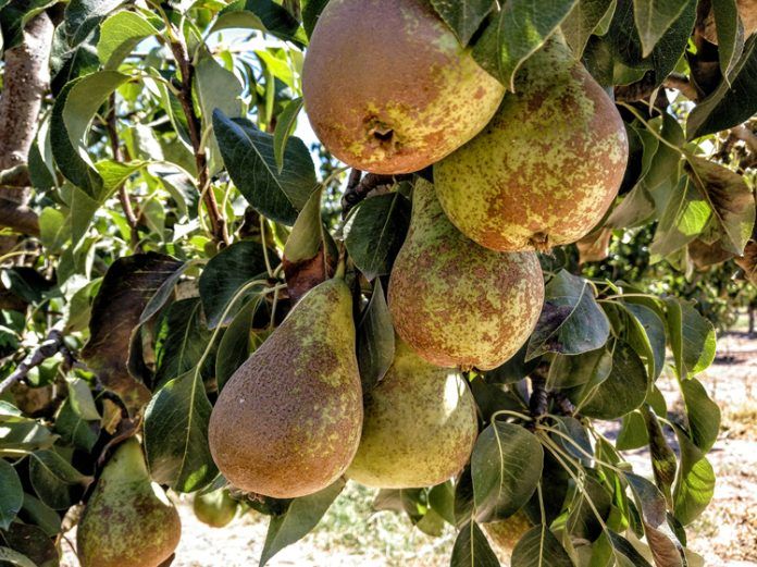 fruita