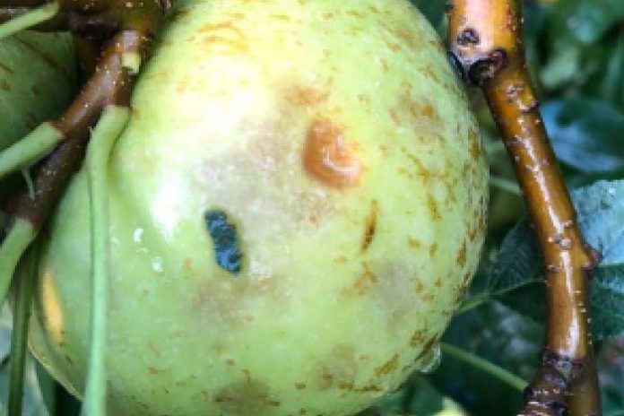 poma Noguera