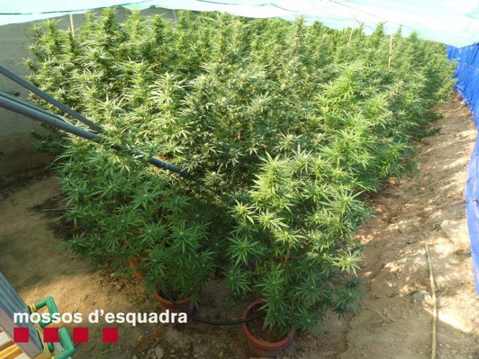 marihuana