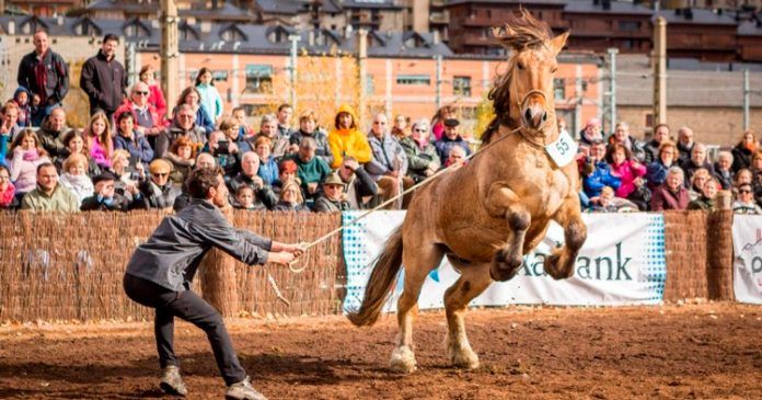 cavalls