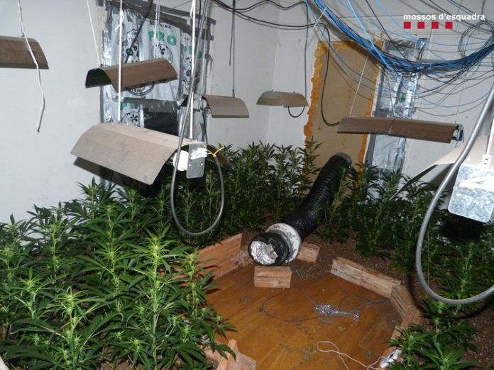 marihuana