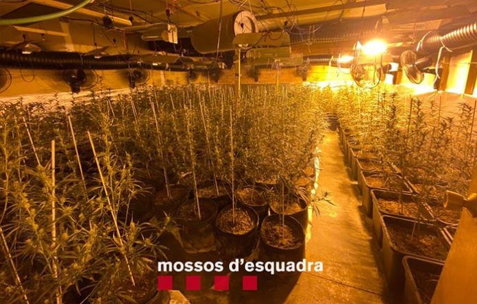 marihuana
