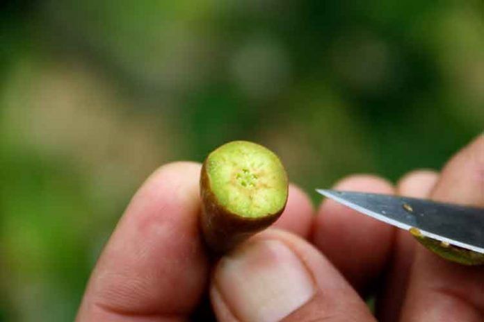 fruita fruita