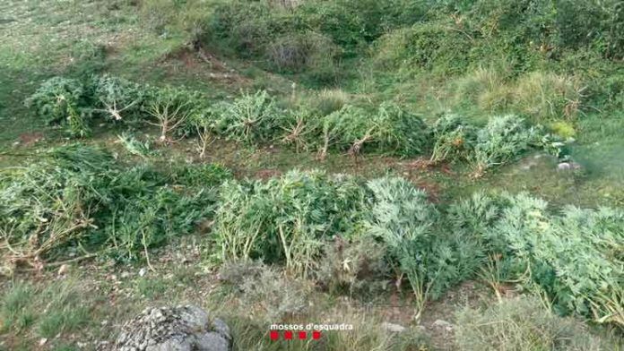 marihuana