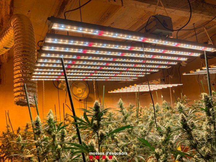 marihuana
