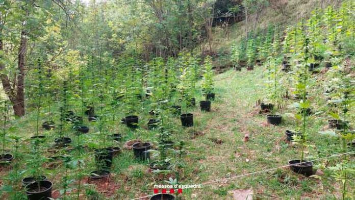 marihuana marihuana