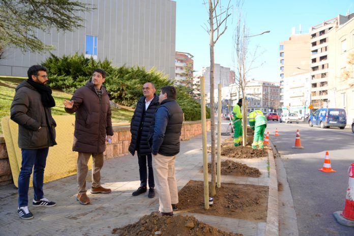 arbres