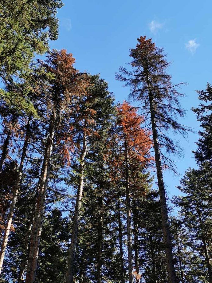 arbres