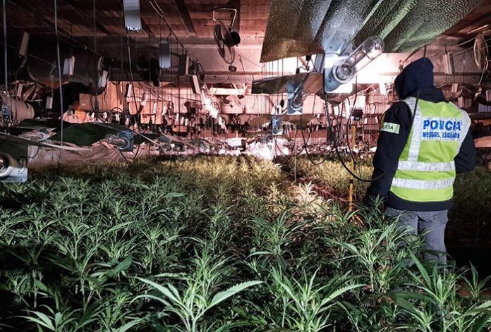 mossos marihuana