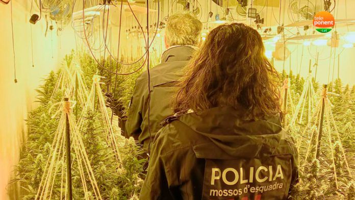 marihuana