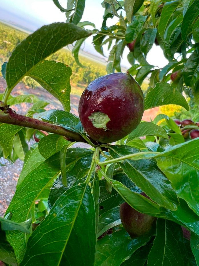 pedregada