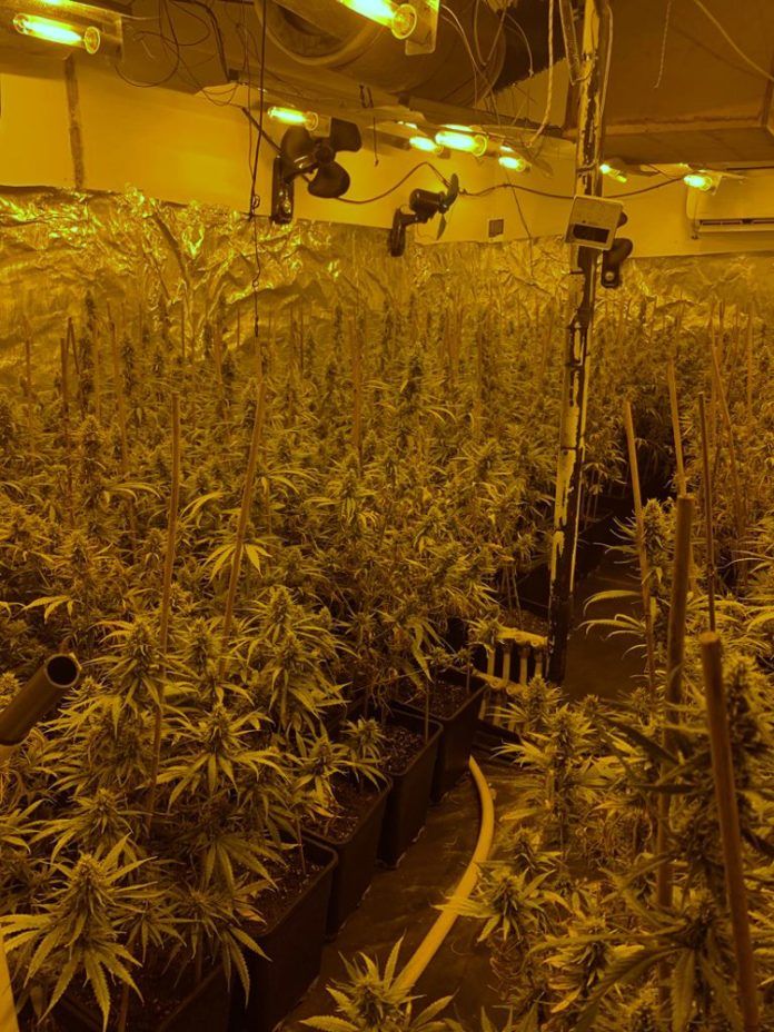 marihuana