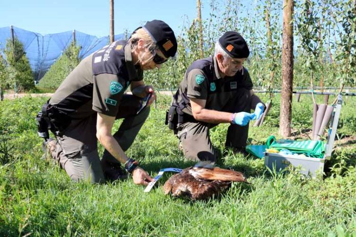 agents-rurals-ocells-morts