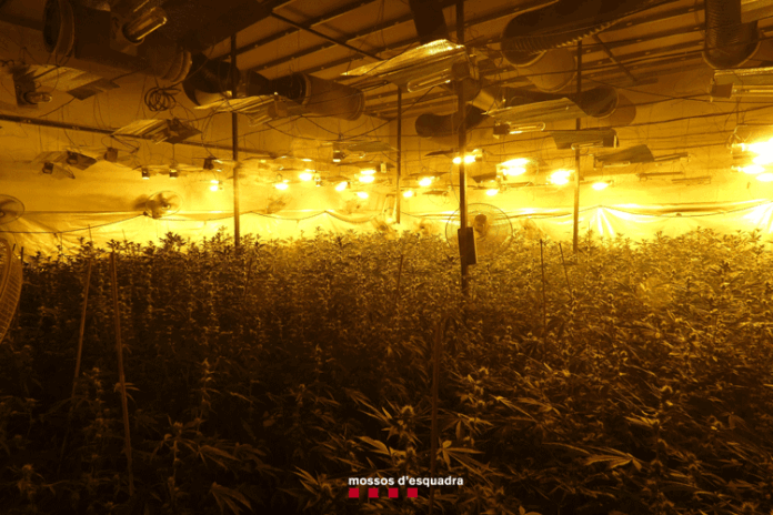 marihuana