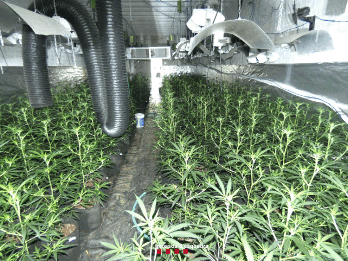 marihuana