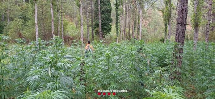 marihuana-alt-urgell