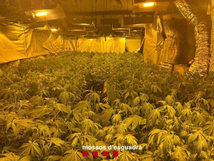 marihuana-ivars