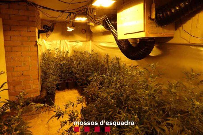 marihuana-puigverd-lleida