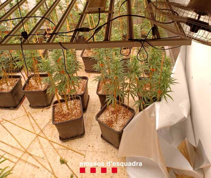 plantacio-marihuana-floresta