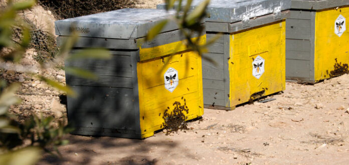 Tres de les deu arnes d'abelles que el projecte Redicat ha instal·lat a la finca experimental de Maials de la Diputació de Lleida