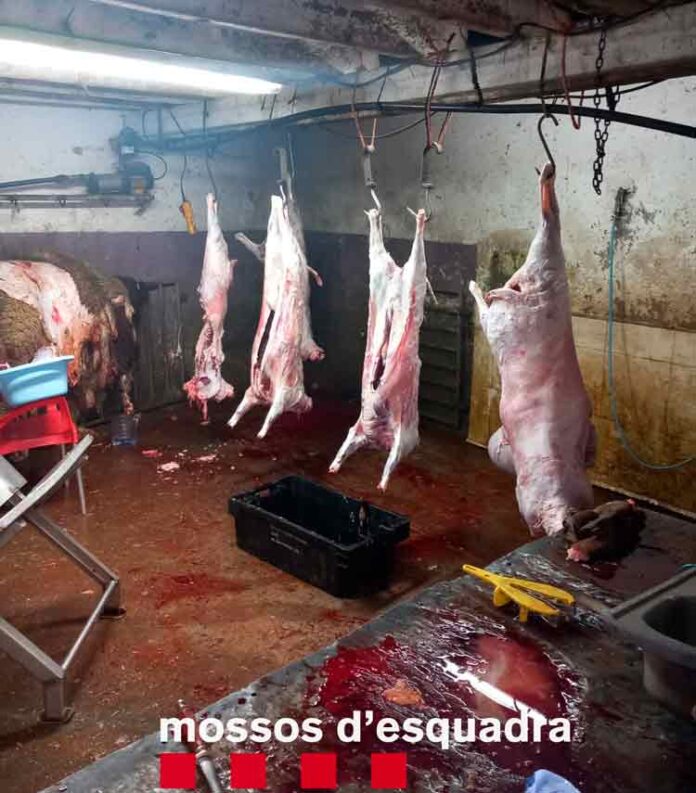 escorxador-ilegal-anglesola