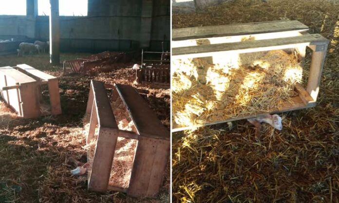 Granja on es va produir el maltractament animal