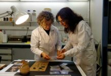 Les monedes i altres peces recuperades de solar de la nova estació d’autobusos aniran al Museu d’Història de la Ciutat