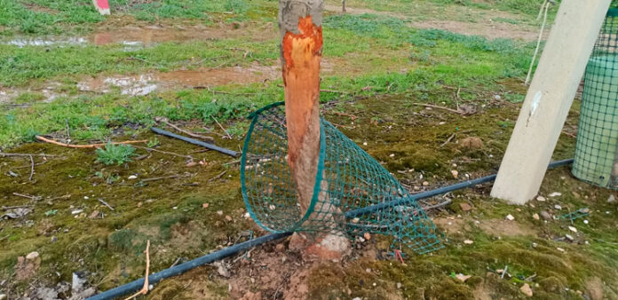 La base d'una pomera malmesa pels conills en una finca de Torregrossa, al Pla d'Urgell.