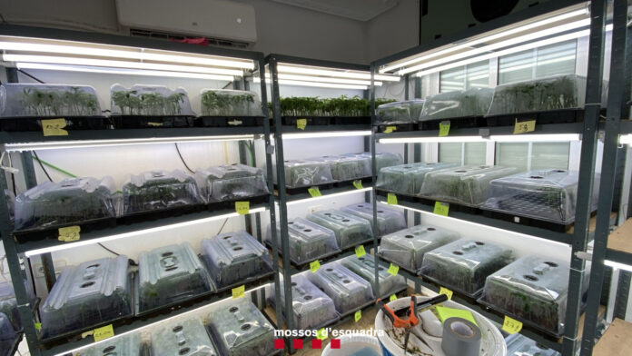 Laboratori amb esqueixos de marihuana que els Mossos d'Esquadra han destmantellat
