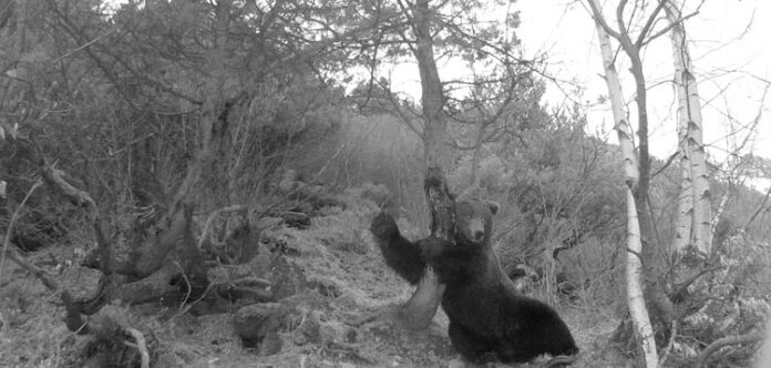 L'os Nere, localitzat a la Val d'Aran mitjançant un parany fotogràfic.