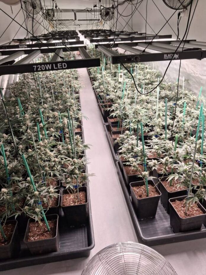 Plantació desmantellada a Castelldans Plantació desmantellada a Castelldans